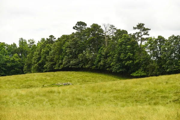 a view of a field with an ocean