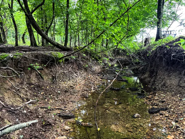 a view of a backyard with trees