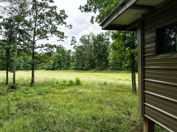 a view of a lush green forest