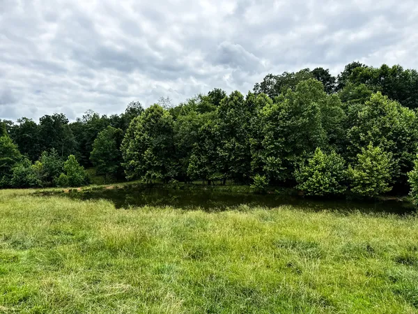 a view of a forest with trees