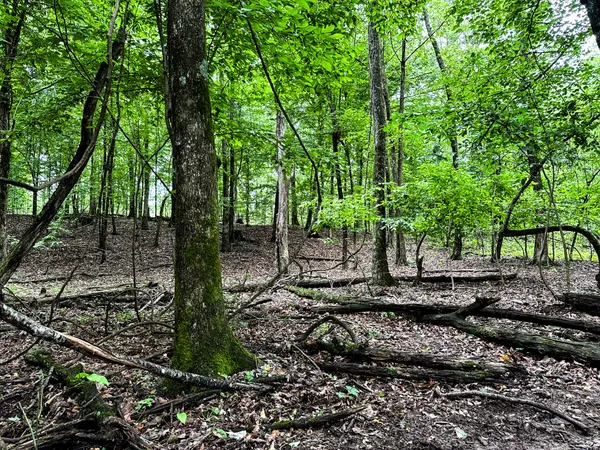 a view of a yard with plants and a large tree