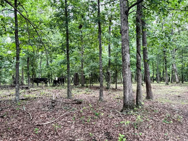 a view of yard with swimming pool and green space