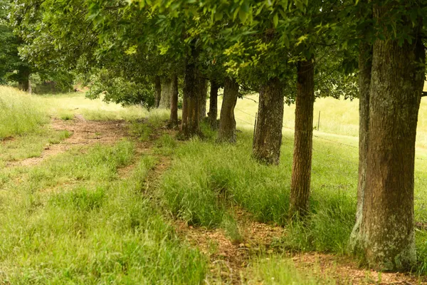 a view of a lake with a yard