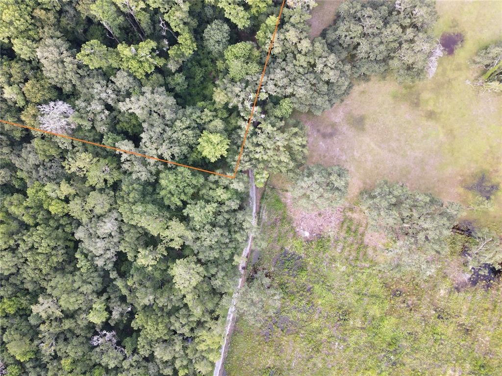 15208 Southwest Williston Road Archer, FL 32618 - Photo 19 of 44 a close up of a plant