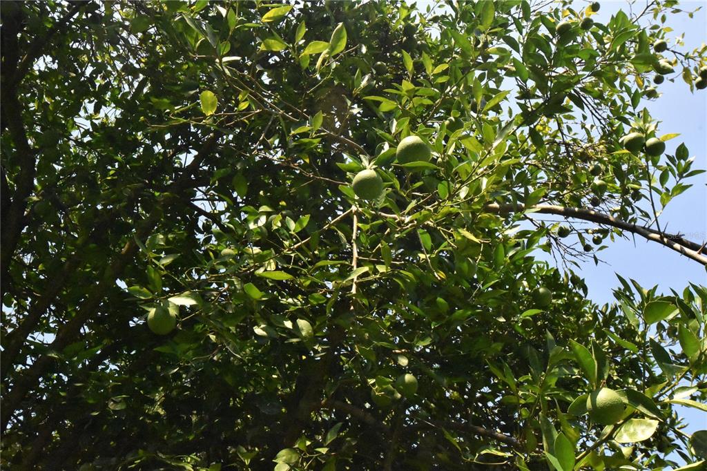 15208 Southwest Williston Road Archer, FL 32618 - Photo 27 of 44 a view of a tree