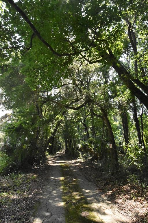 15208 Southwest Williston Road Archer, FL 32618 - Photo 31 of 44 a view of a tree in a yard