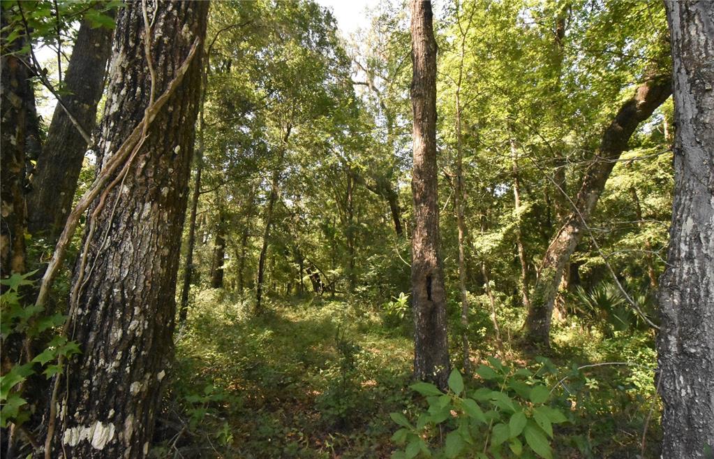 15208 Southwest Williston Road Archer, FL 32618 - Photo 35 of 44 a view of a yard