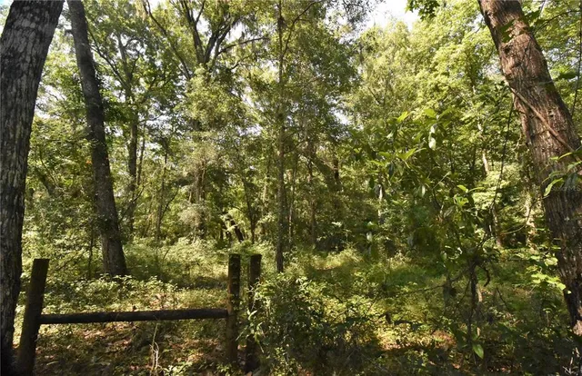 a view of a tree in a yard