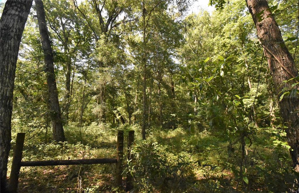 15208 Southwest Williston Road Archer, FL 32618 - Photo 36 of 44 a view of a yard