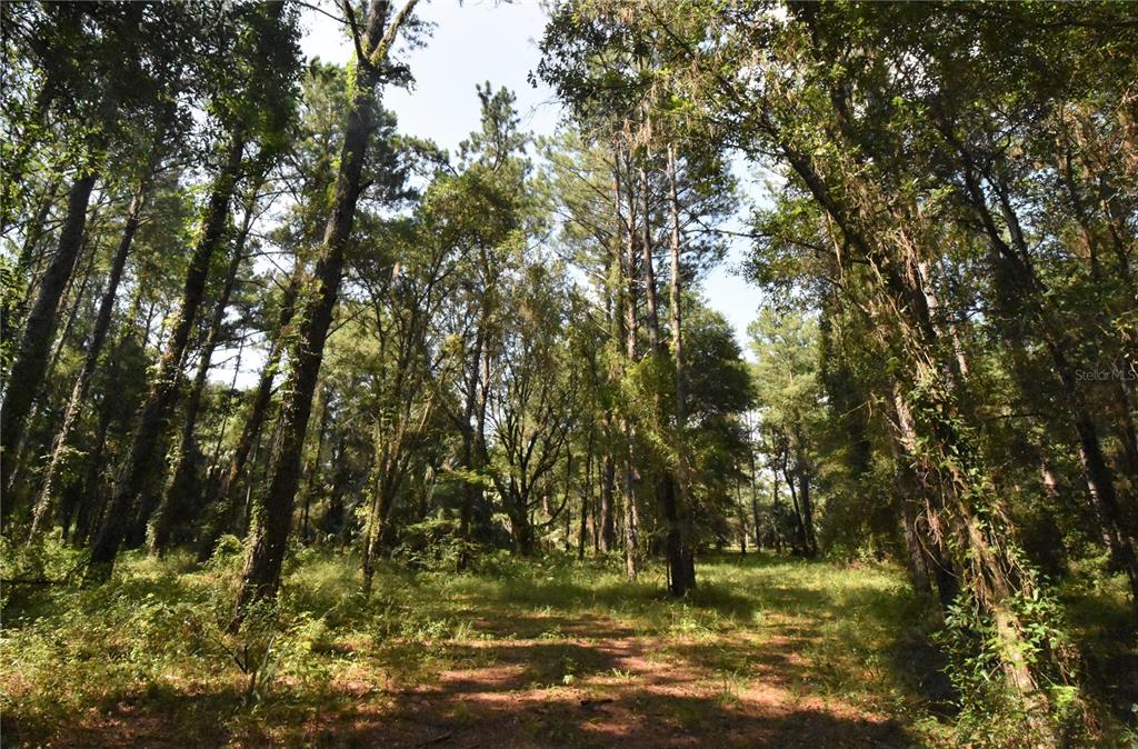 15208 Southwest Williston Road Archer, FL 32618 - Photo 41 of 44 a view of a garden with large trees