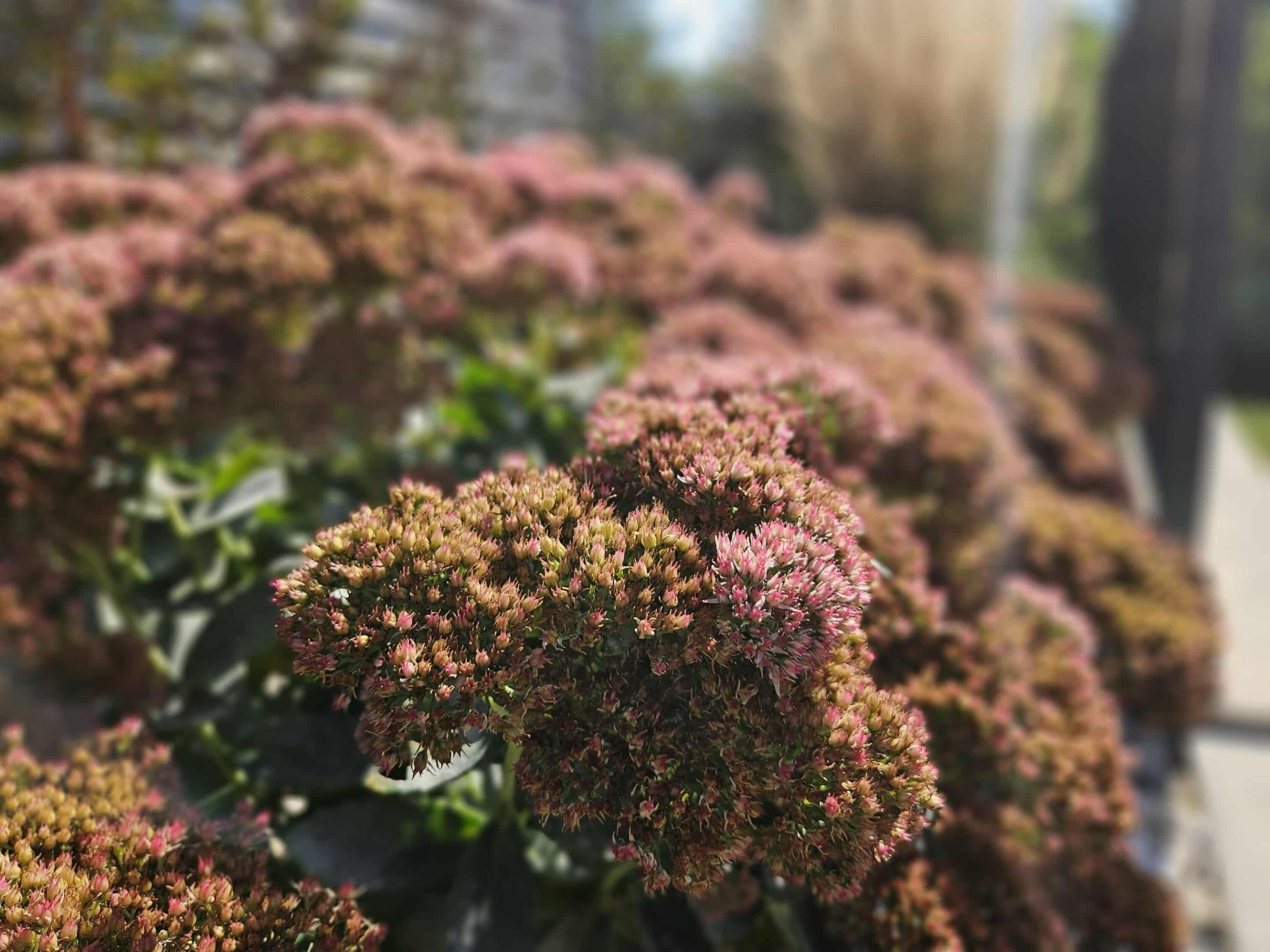 W7986 County Rd B, Unit 10 Lake Mills, WI 53551 - Photo 40 of 49 Mature Perennials