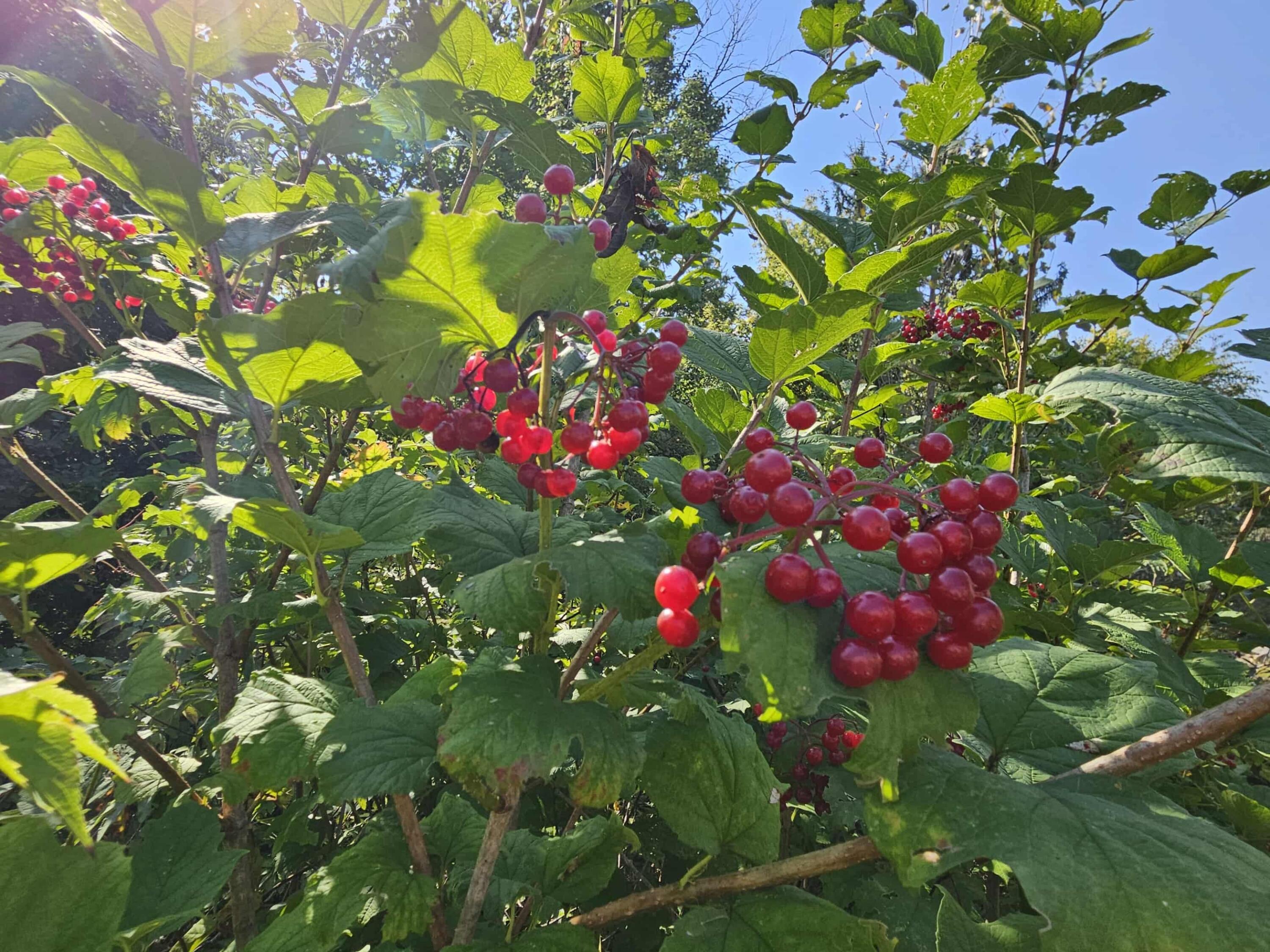 W7986 County Rd B, Unit 10 Lake Mills, WI 53551 - Photo 41 of 49 Nature