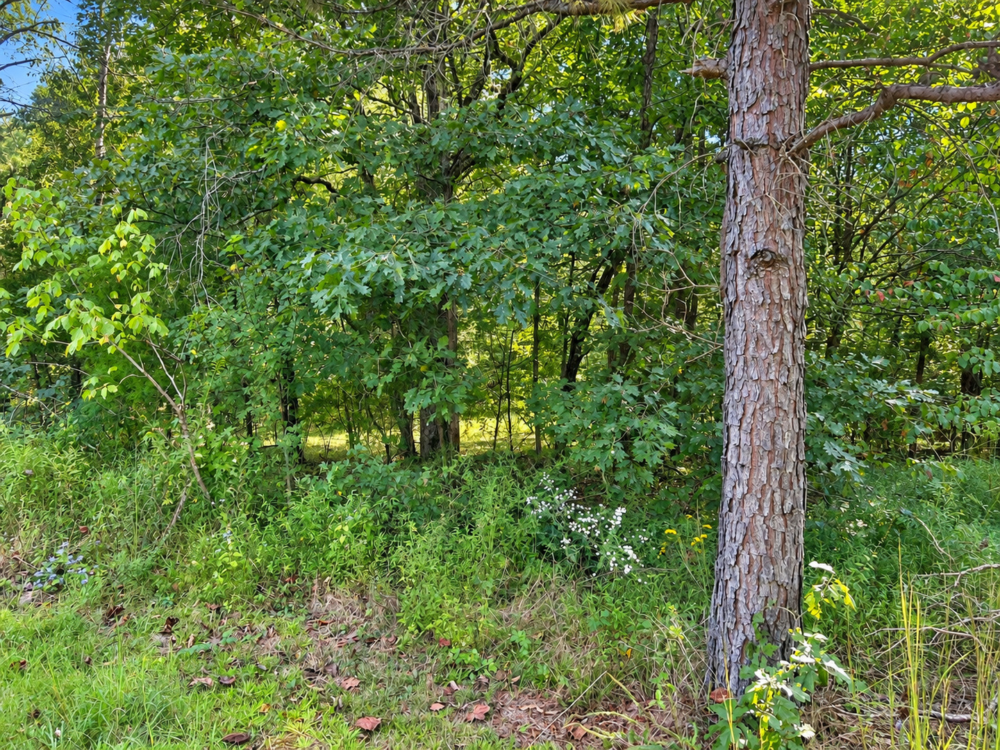 33 Karbers Ridge Road Herod, IL 62947 - Photo 5 of 24 Gallery Image 5