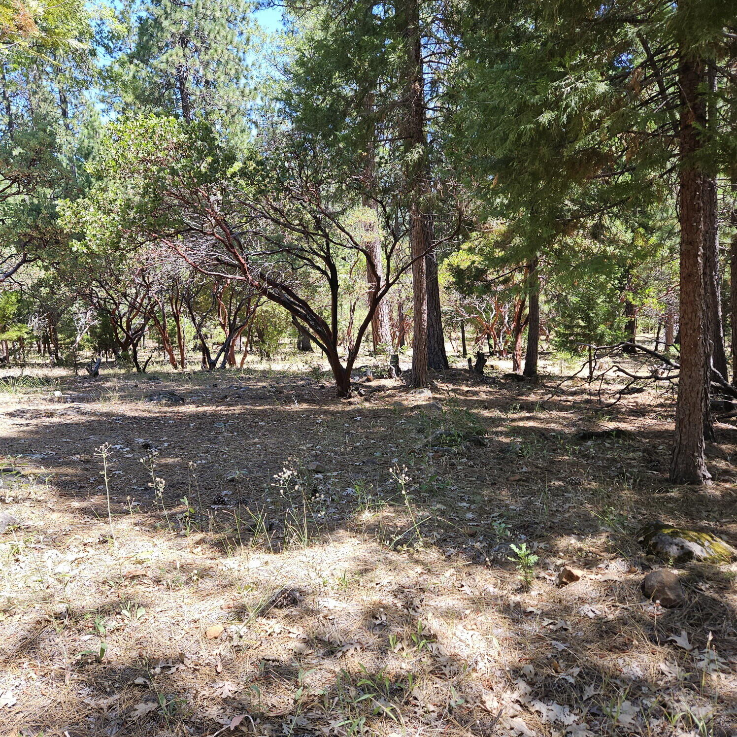 17204 Phillips Road Oak Run, CA 96069 - Photo 23 of 26 Property 3