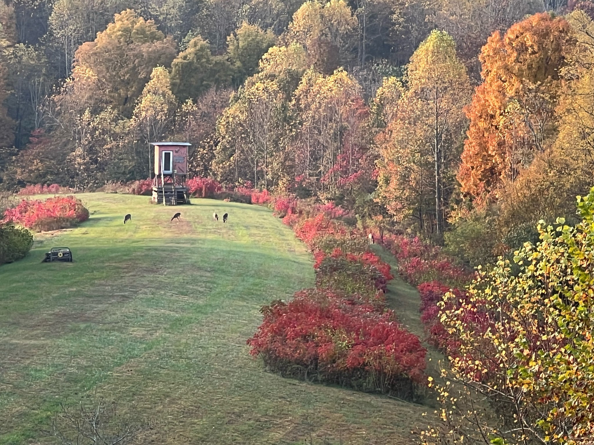 1103 Johnny Spears Road Westmoreland, TN 37186 - Photo 4 of 54