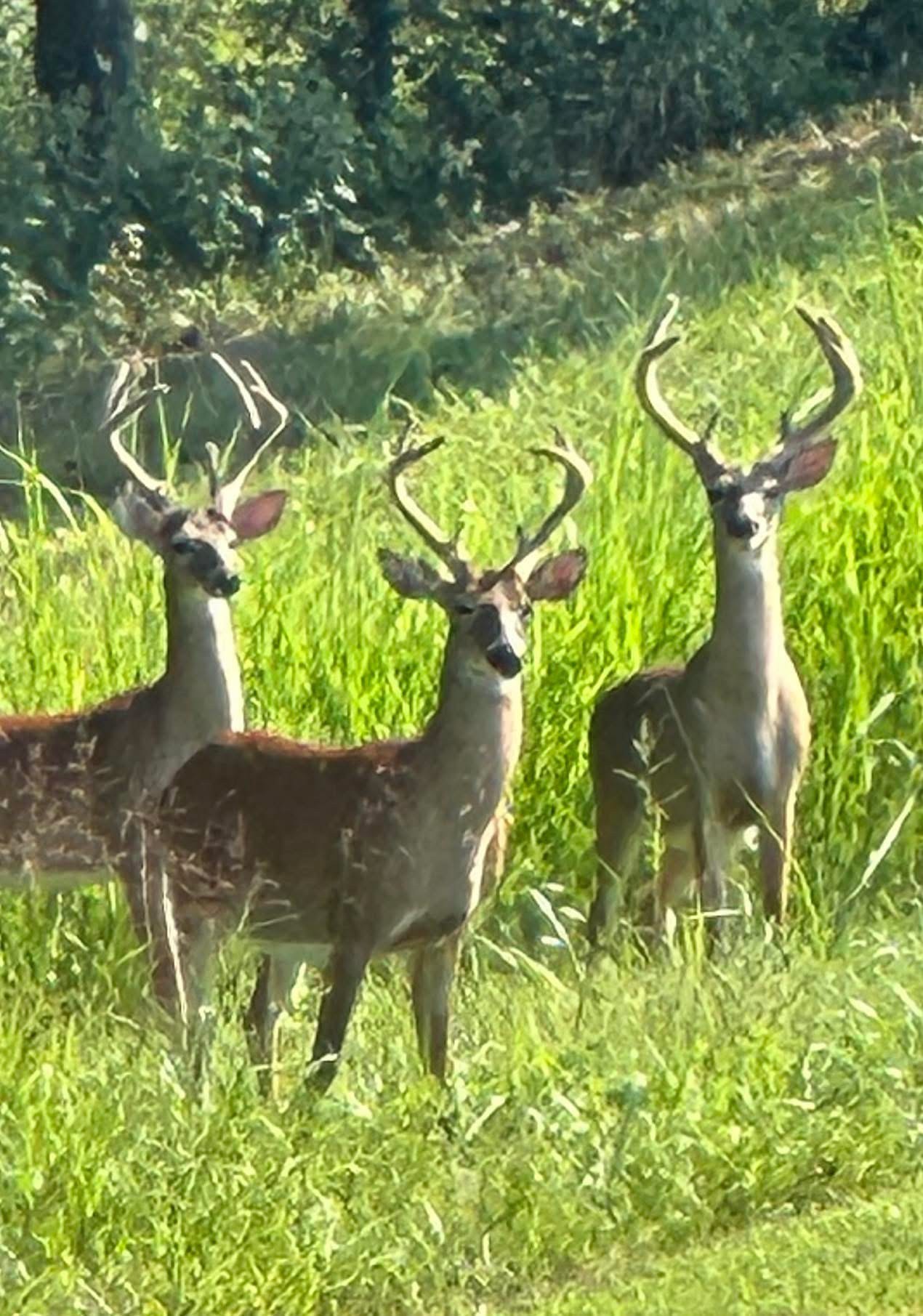 1103 Johnny Spears Road Westmoreland, TN 37186 - Photo 43 of 54