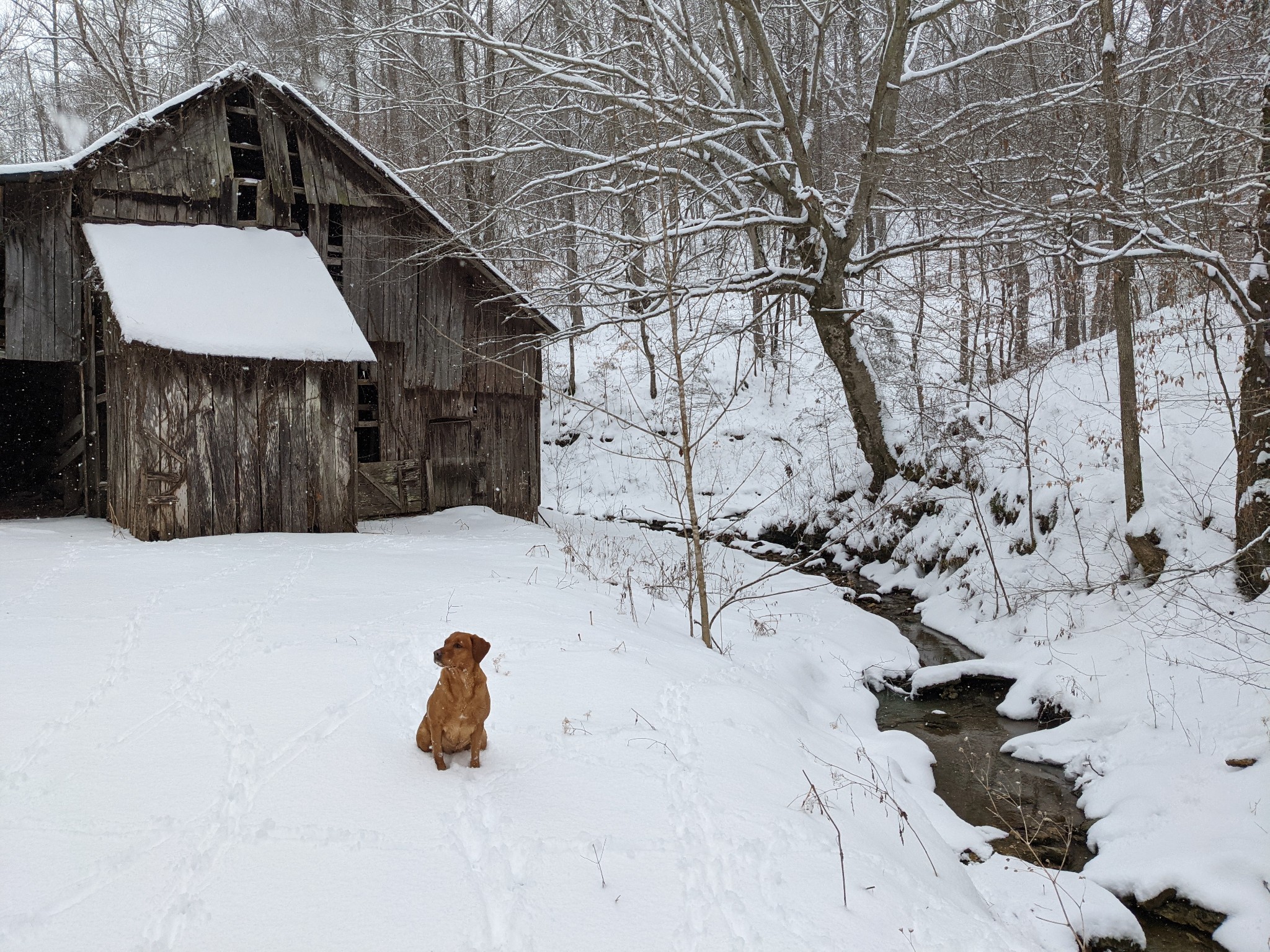 1103 Johnny Spears Road Westmoreland, TN 37186 - Photo 46 of 54