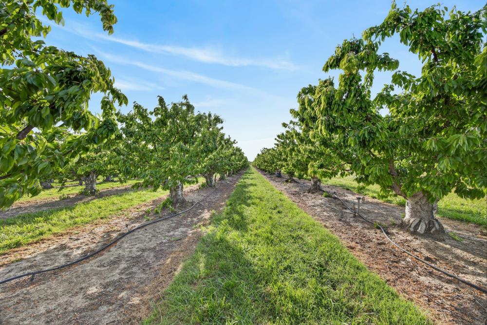 0 Andrus Island Road Isleton, CA 95641 - Photo 19 of 41