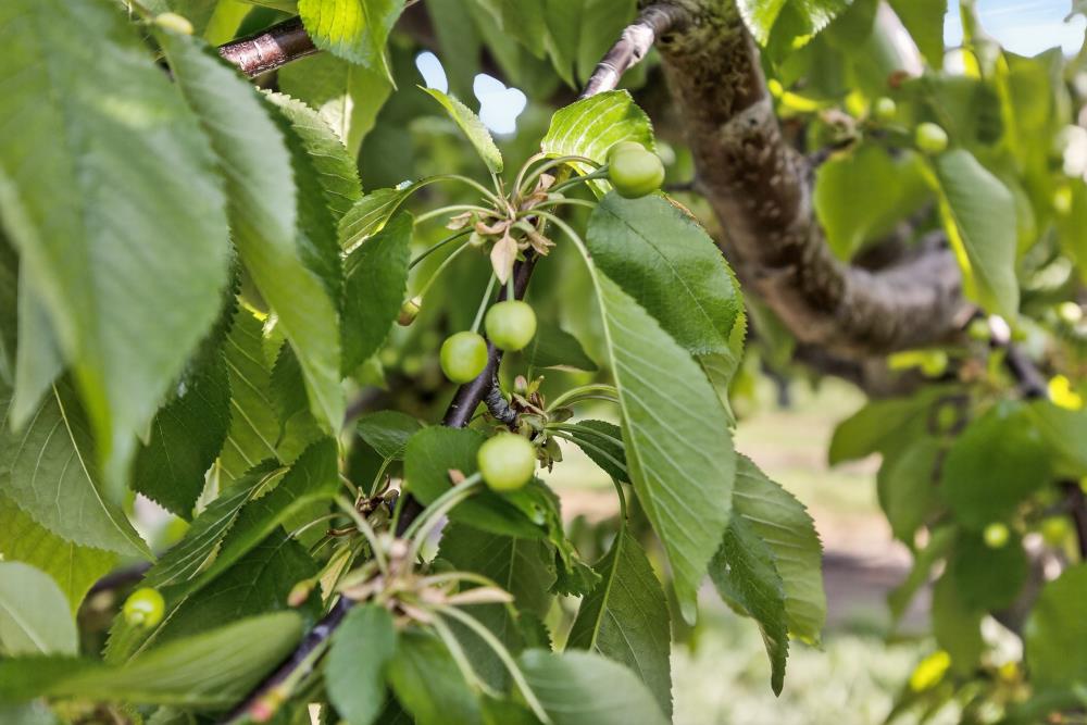 0 Andrus Island Road Isleton, CA 95641 - Photo 20 of 41