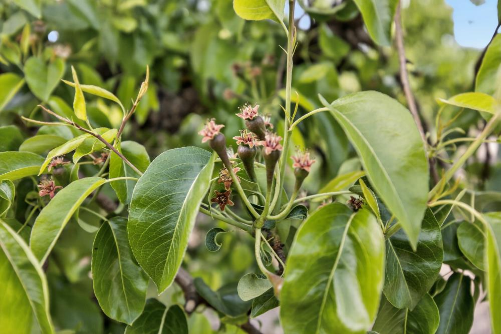 0 Andrus Island Road Isleton, CA 95641 - Photo 27 of 41