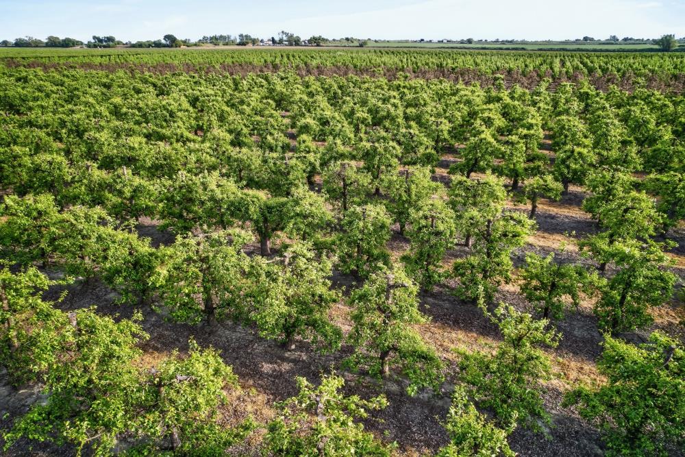 0 Andrus Island Road Isleton, CA 95641 - Photo 32 of 41