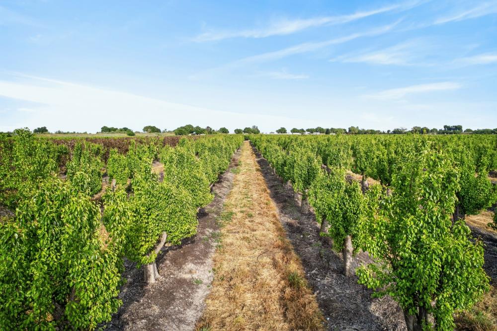 0 Andrus Island Road Isleton, CA 95641 - Photo 33 of 41