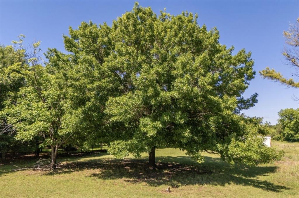 163 Fenn Road Blum, TX 76627 - Photo 6 of 8 a view of a yard with a tree