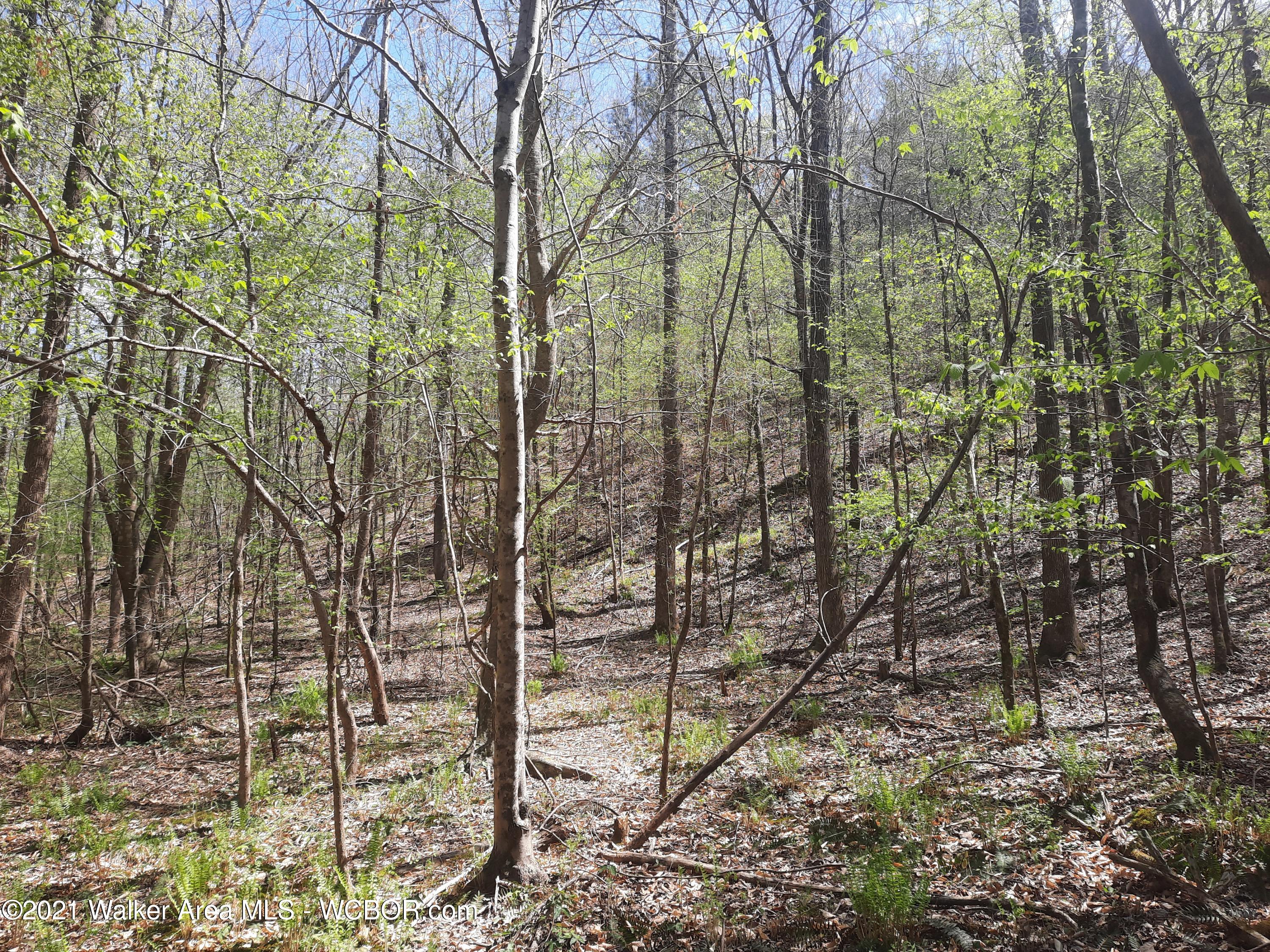 Key Road Oakman, AL 35579 - Photo 3 of 8 Gallery Image 3