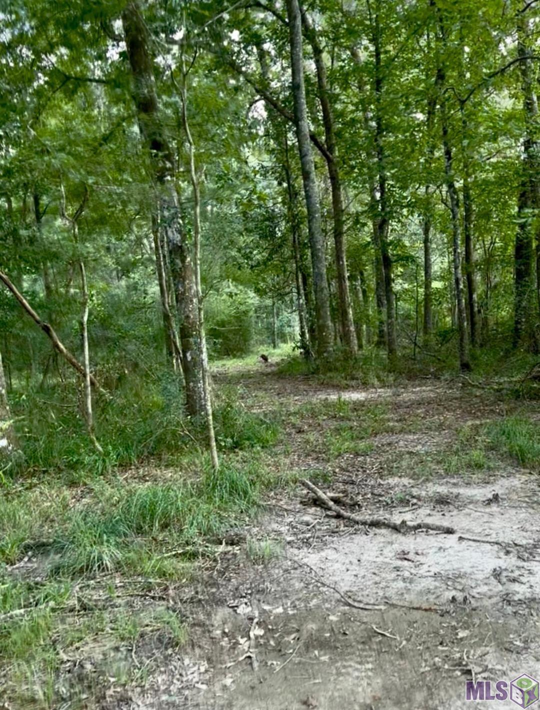 Tbd Lemon Road Slaughter, LA 70777 - Photo 5 of 6