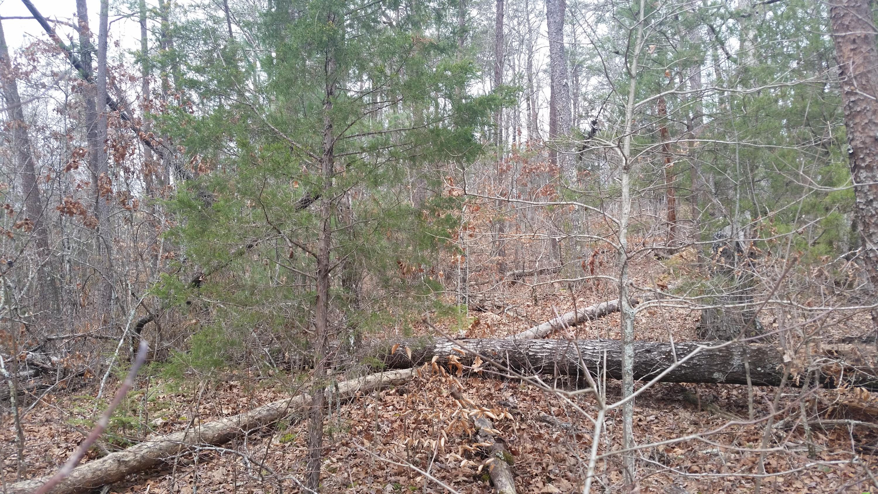 Lot 145 Ridgecrest Drive Sevierville, TN 37876 - Photo 2 of 6 20150322_123520.jpg