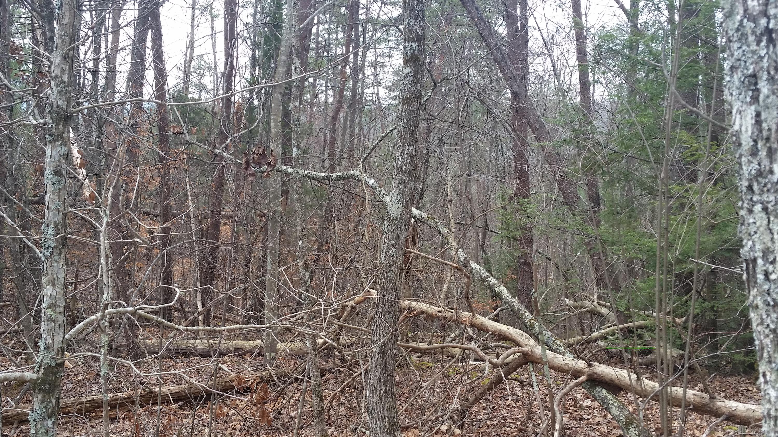 Lot 145 Ridgecrest Drive Sevierville, TN 37876 - Photo 3 of 6 20150322_123549.jpg