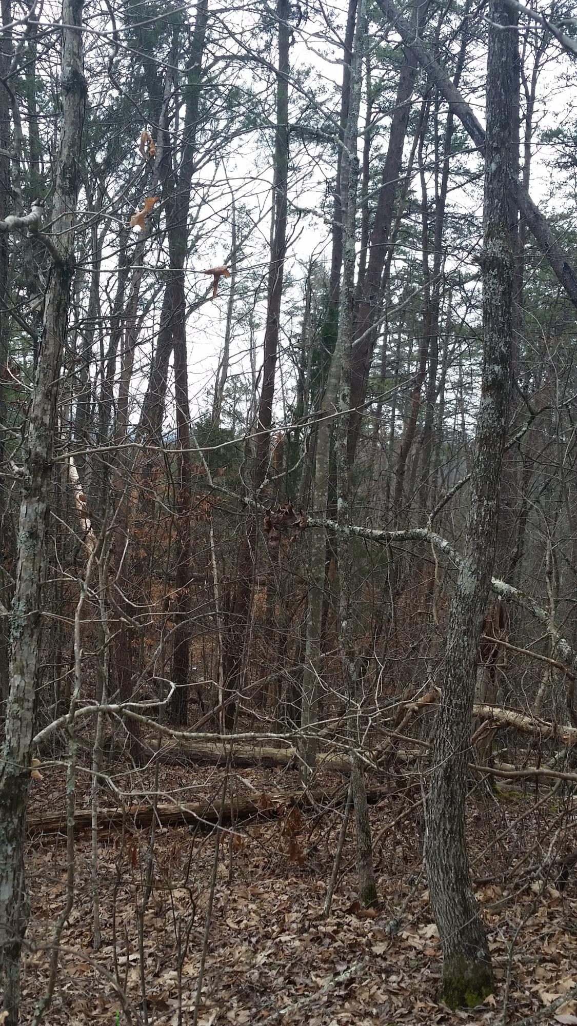 Lot 145 Ridgecrest Drive Sevierville, TN 37876 - Photo 4 of 6 20150322_123554.jpg