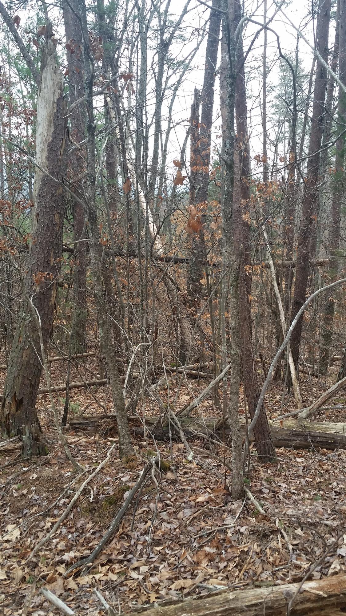 Lot 145 Ridgecrest Drive Sevierville, TN 37876 - Photo 5 of 6 20150322_123609.jpg