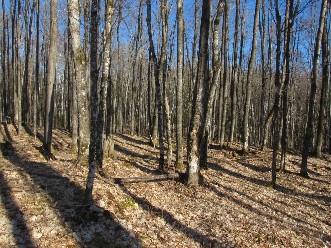 Along Hewitt Road, Unit LOT 1 Mercer, WI 54547 - Photo 5 of 32 Gallery Image 5