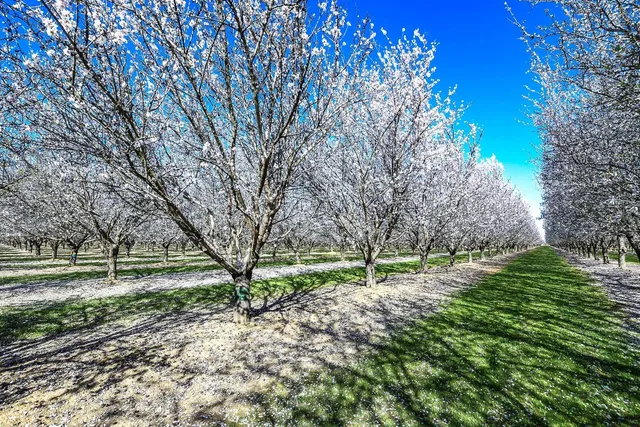 $2,500,000 | 16750 County Road 96, Woodland, CA 95695