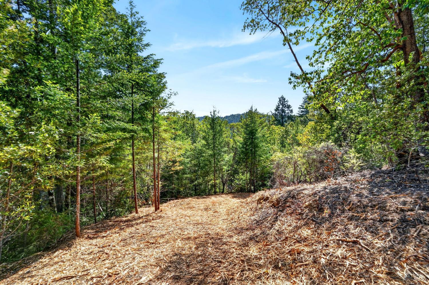 a view of a forest with trees in front of it