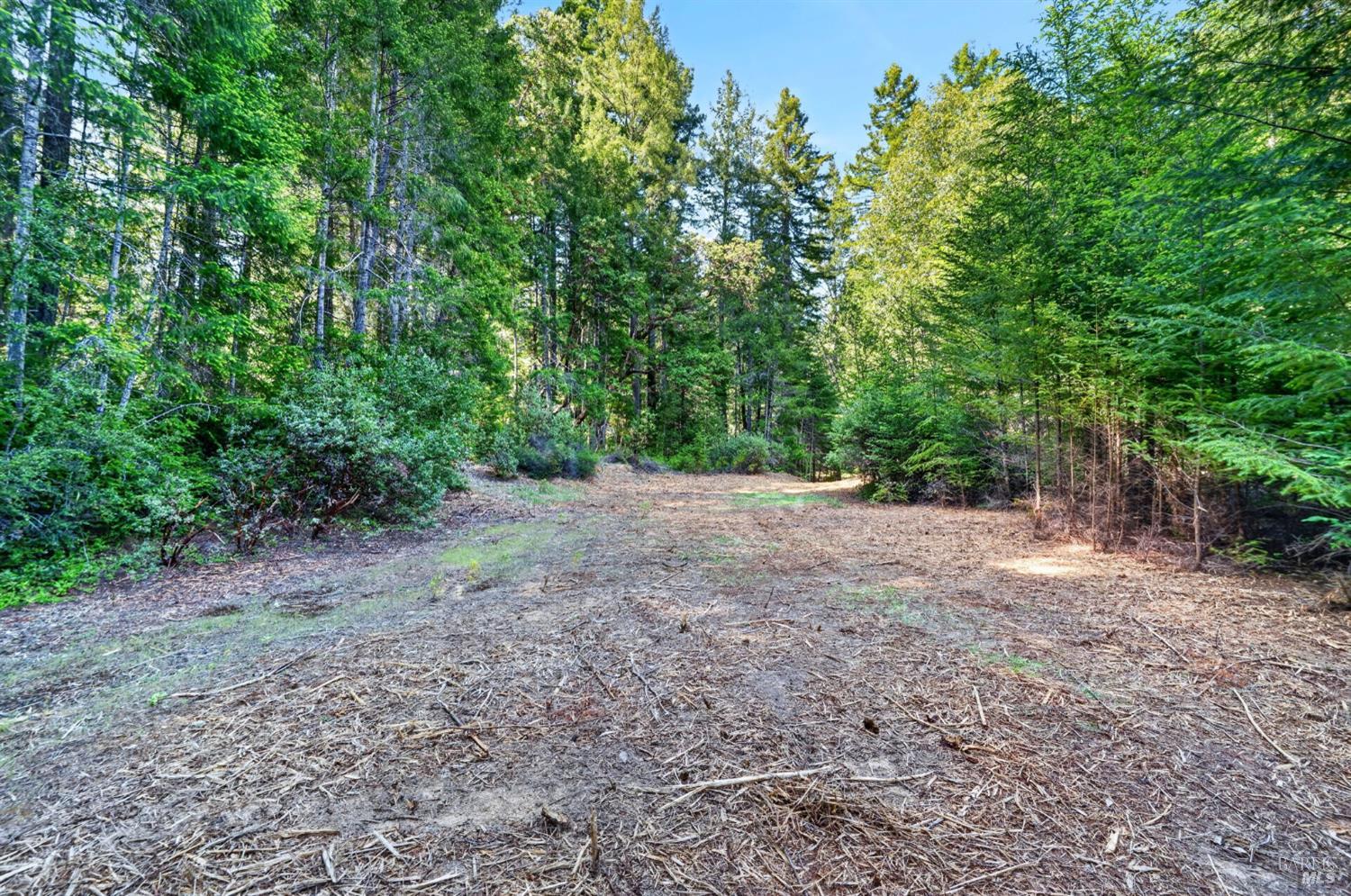 0 Maple Basin Road Philo, CA 95466 - Photo 12 of 16 a view of a yard with a tree