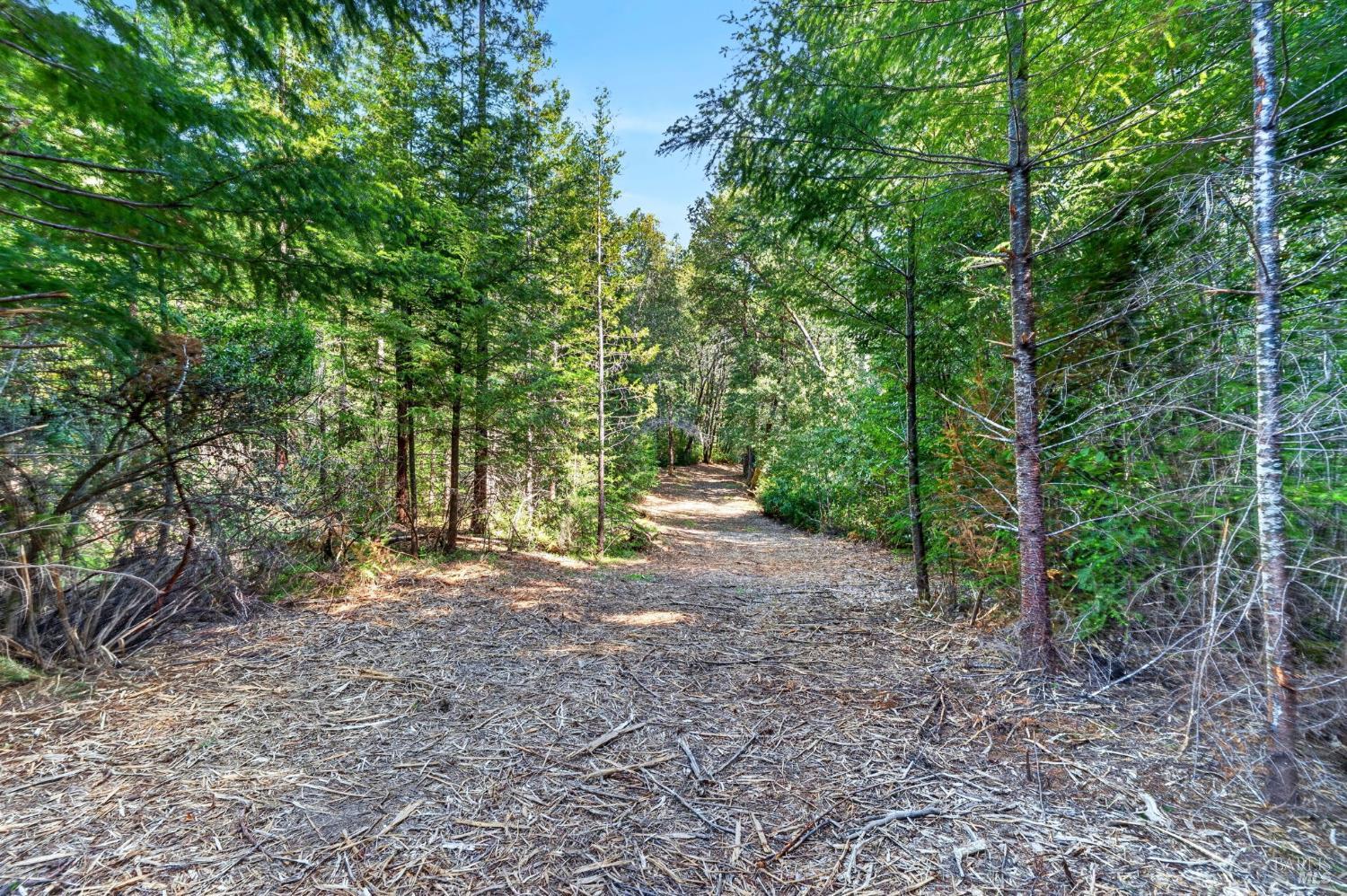 0 Maple Basin Road Philo, CA 95466 - Photo 13 of 16 a view of a forest with trees in the background
