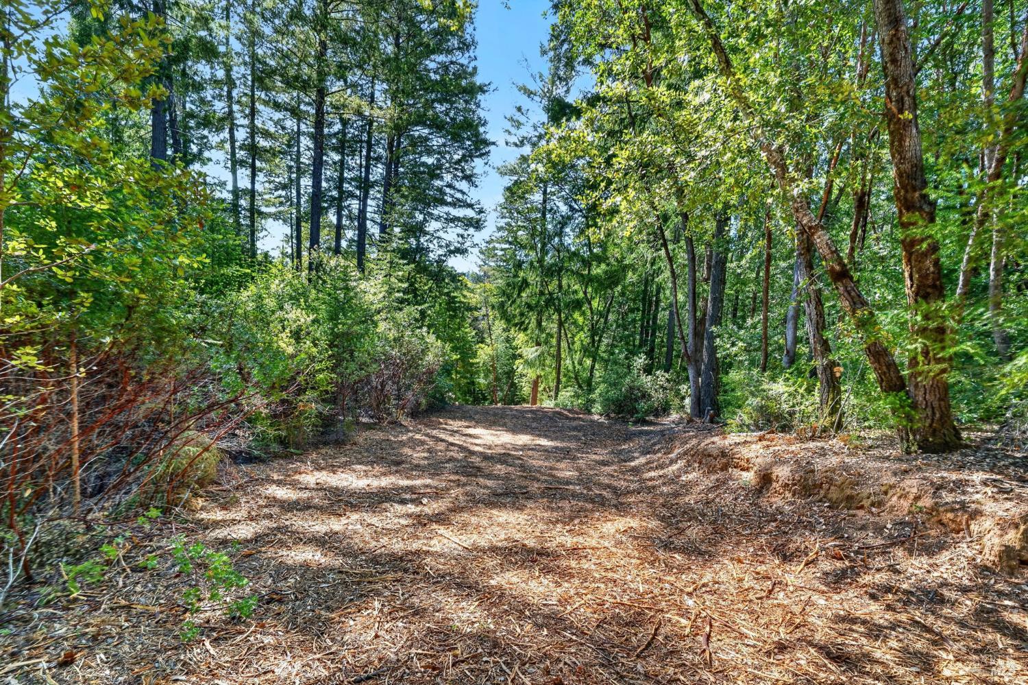 0 Maple Basin Road Philo, CA 95466 - Photo 2 of 16 a view of a yard with large trees