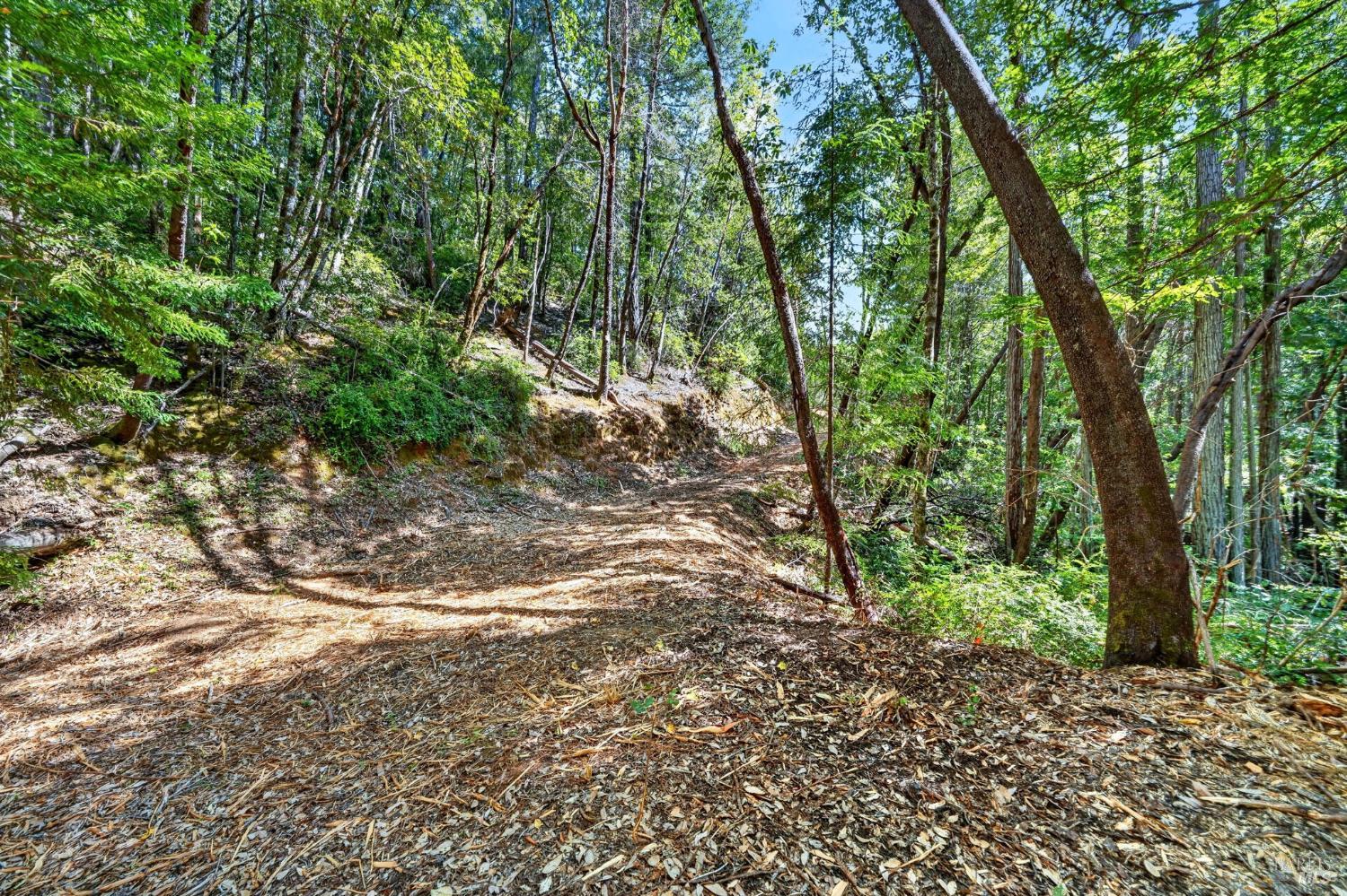 0 Maple Basin Road Philo, CA 95466 - Photo 3 of 16 a view of a forest with trees