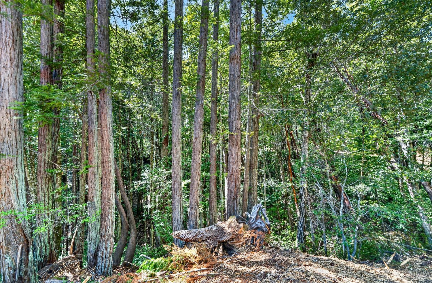 0 Maple Basin Road Philo, CA 95466 - Photo 6 of 16 a view of a garden with plants and large trees