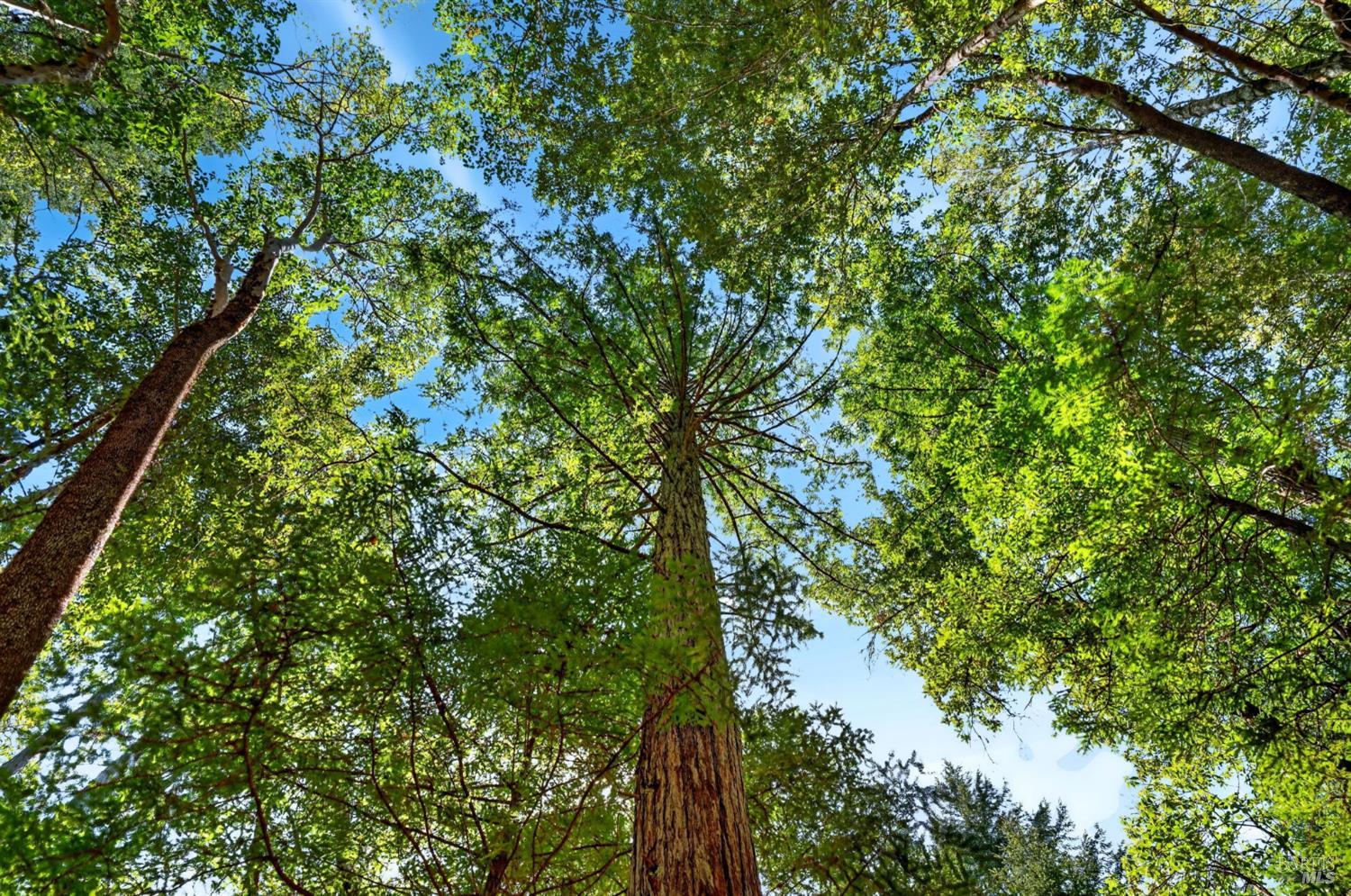 0 Maple Basin Road Philo, CA 95466 - Photo 7 of 16 a view of a tree