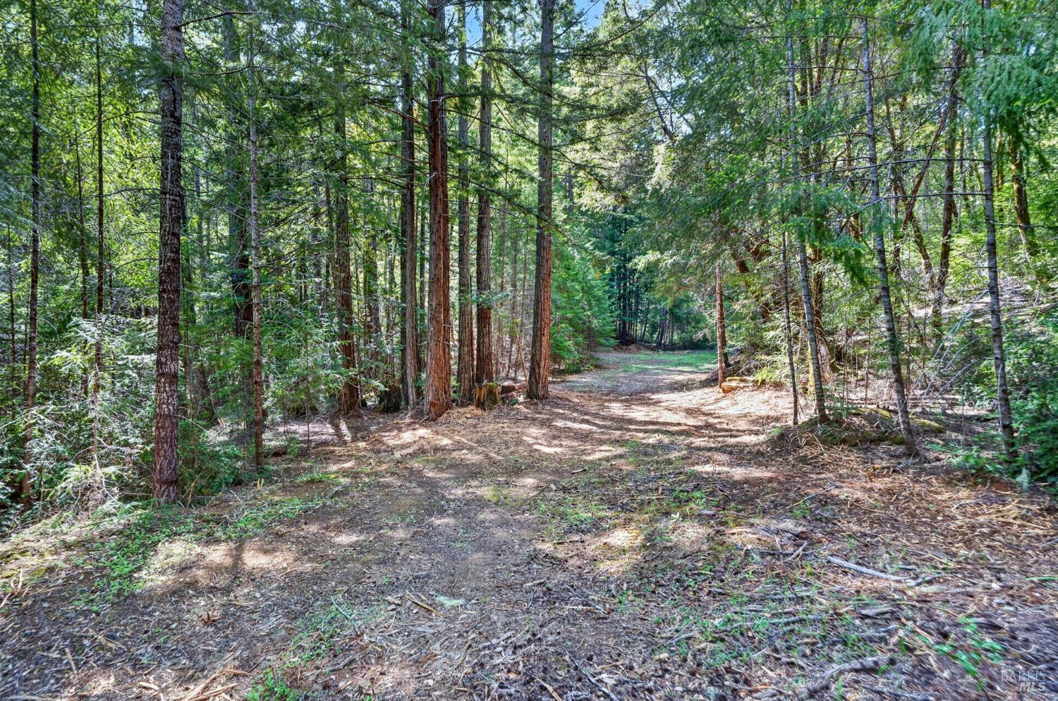 0 Maple Basin Road Philo, CA 95466 - Photo 8 of 16 a view of outdoor space with trees