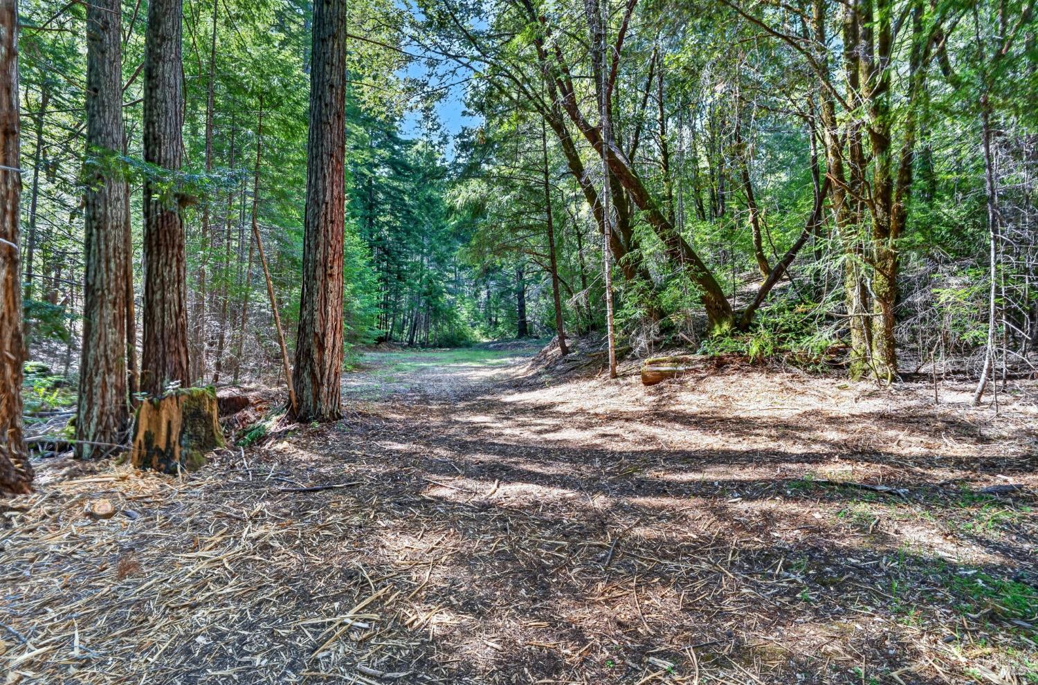0 Maple Basin Road Philo, CA 95466 - Photo 9 of 16 a view of outdoor space with trees