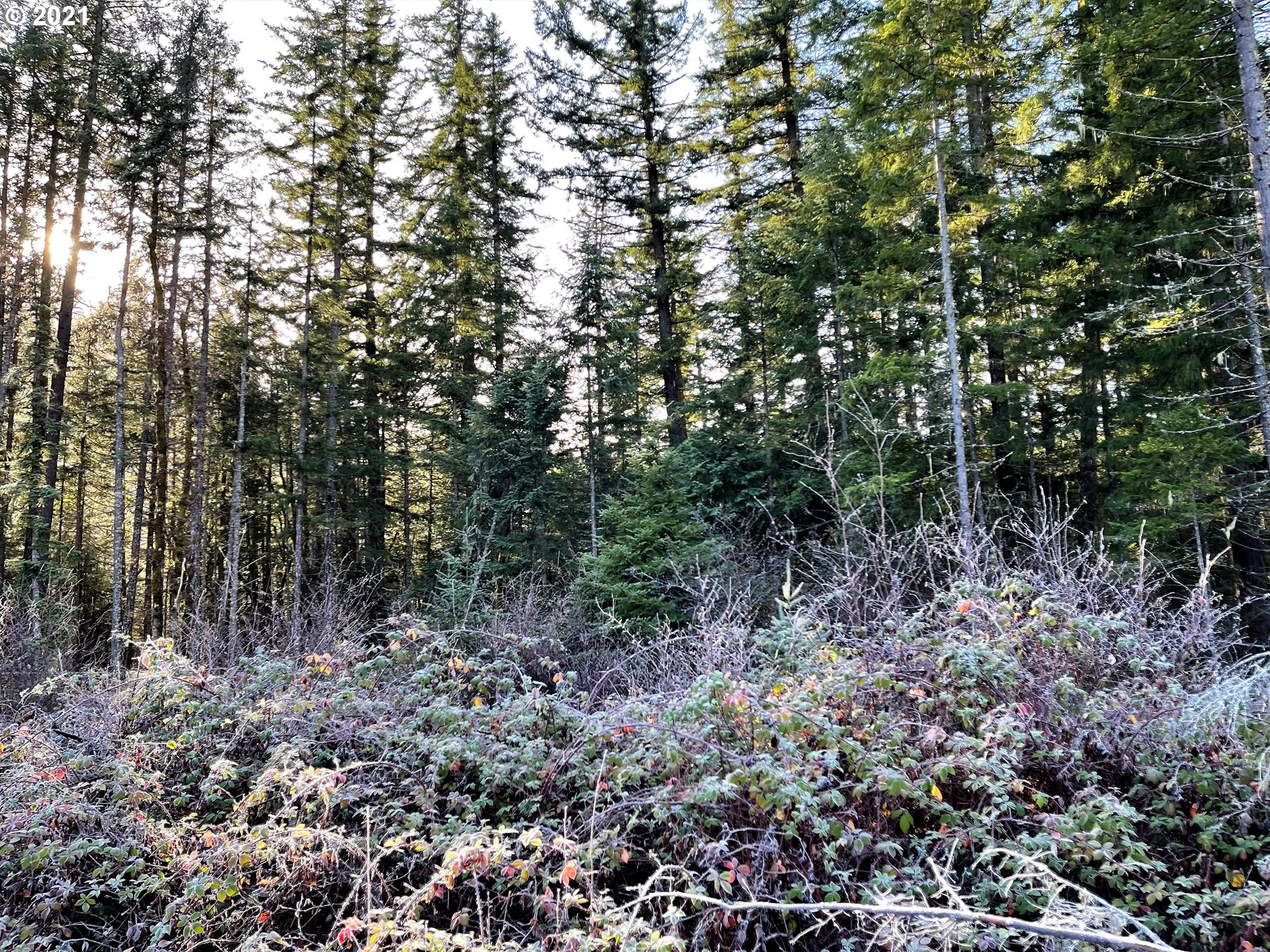 Rattlesnake Road, Unit A White Salmon, WA 98672 - Photo 10 of 19 Gallery Image 10