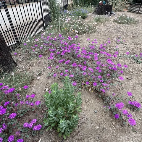 a view of a flower in a yard