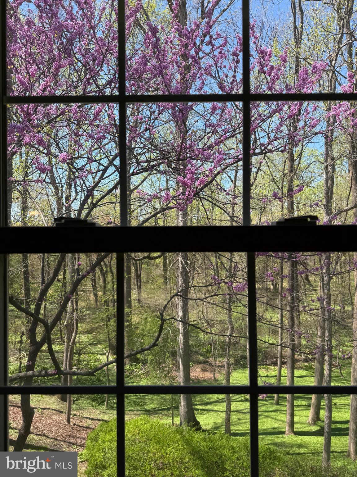 7946 Helmart Drive Laurel, MD 20723 - Photo 31 of 50 Room with a View, early Spring
