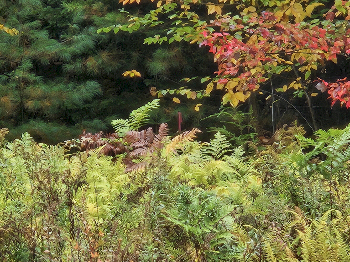 85 Loon Road Embden, ME 04958 - Photo 7 of 12 20250925_100805_result