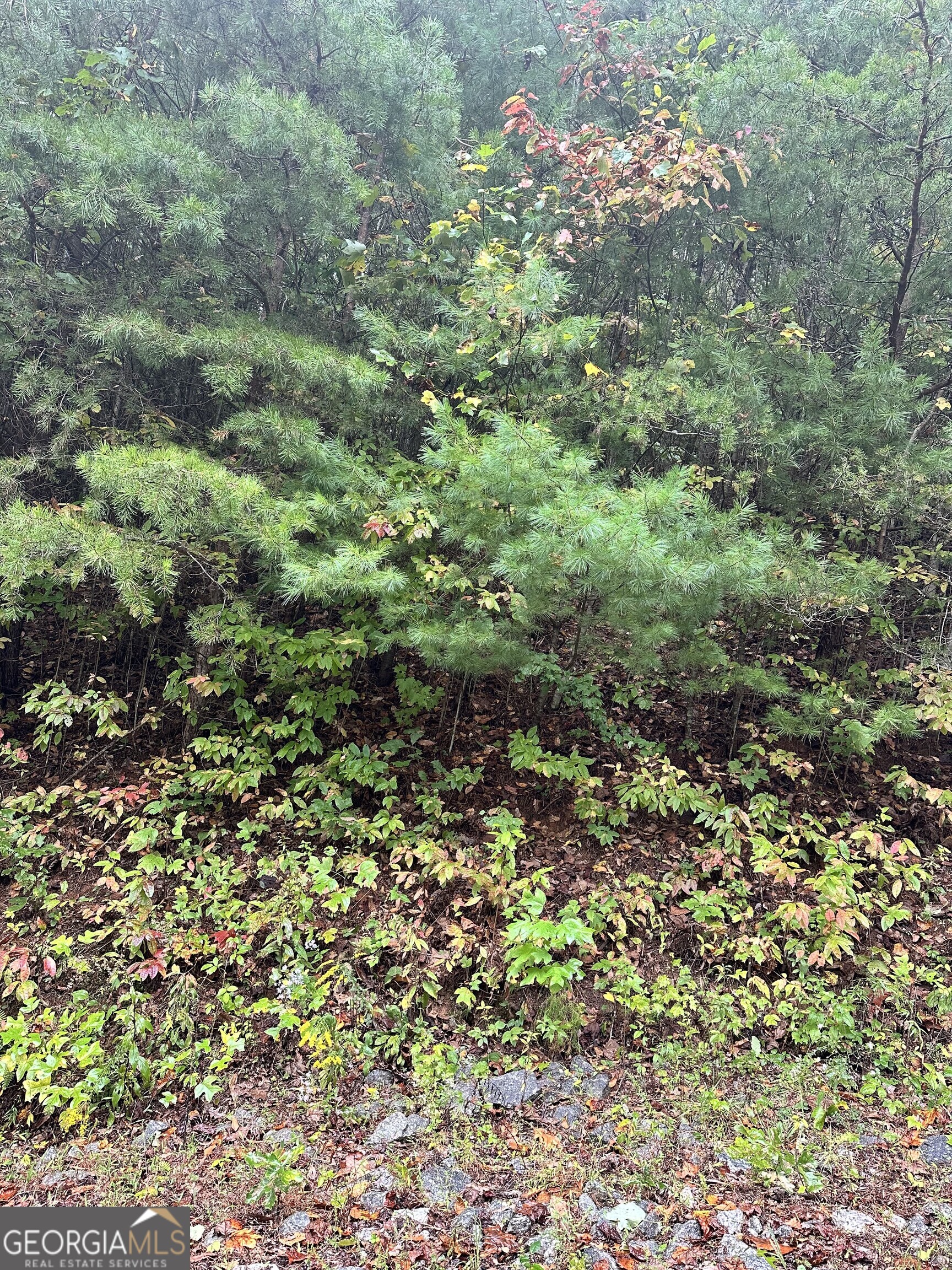 Lot 22 Shake Hollow Drive Rabun Gap, GA 30568 - Photo 3 of 7