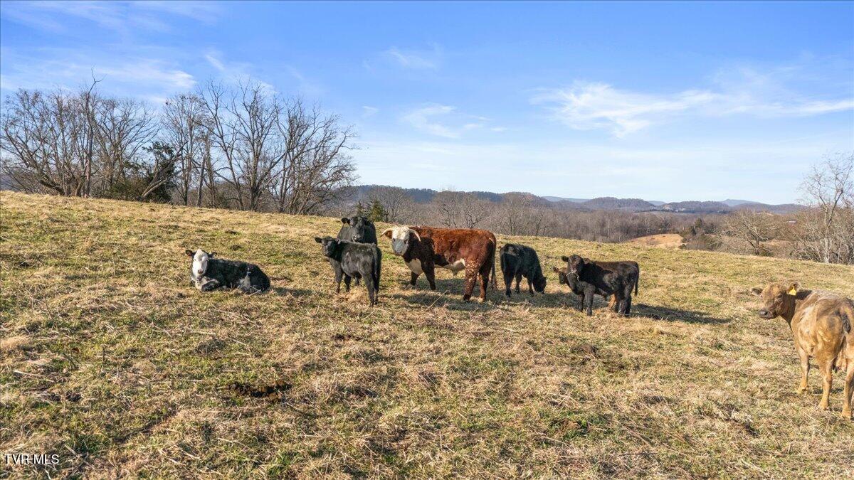 673 Charles Johnson Road Chuckey, TN 37641 - Photo 58 of 70 58-DJI_20260107150354_0094_D